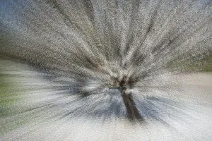 AlmondTree01 by KMarsh (1200p)