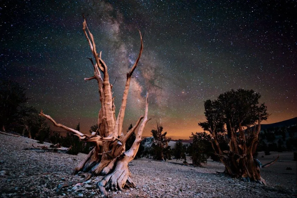bristlecone_cool_2 by KMarsh