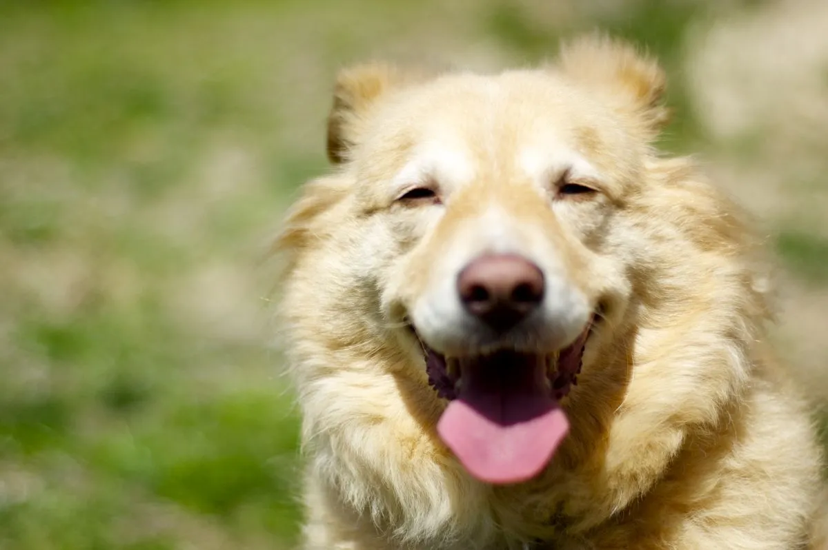 All smiles by Chris Koerner from Flickr (CC by-nc-sa 2.0) (1200p)
