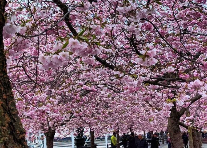 Stockholm - cherry blossoms near Kungsträdgården (2016-04-28) (880)