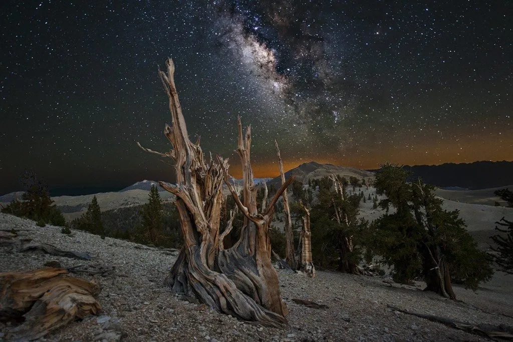 MilkyWayTree2 by KMarsh