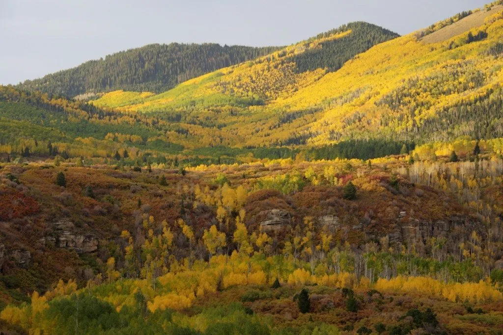 Aspen Abajo by KMarsh