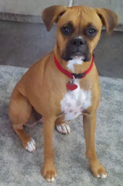 molly