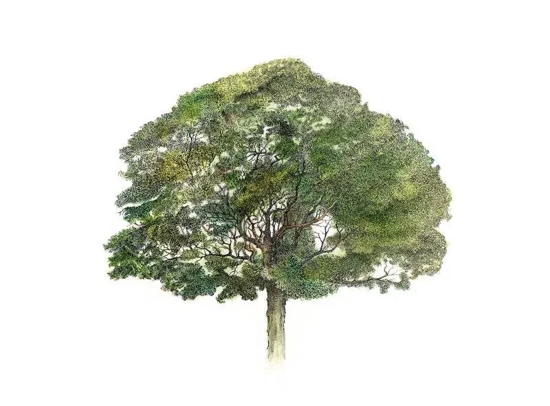Brazilwood-Caesalpinia-echinata.jpg