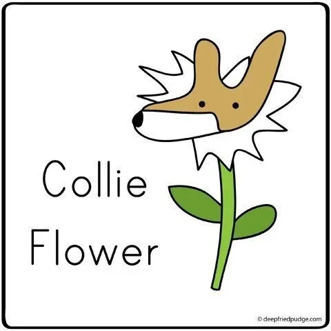 LOLs-collie-flower.jpeg