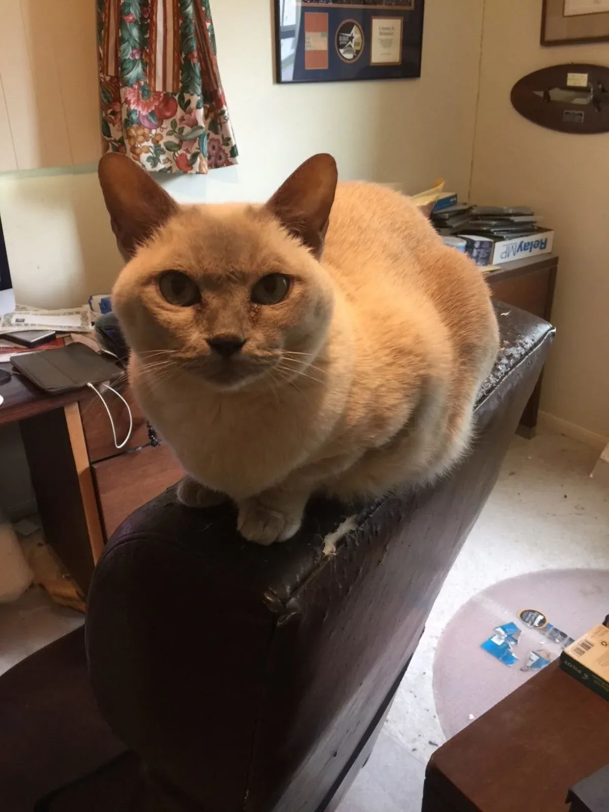 Jazzmine-the-cat-e1529134509262.jpg