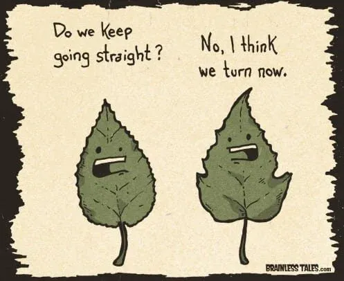 LOLs-leaves-1.jpg