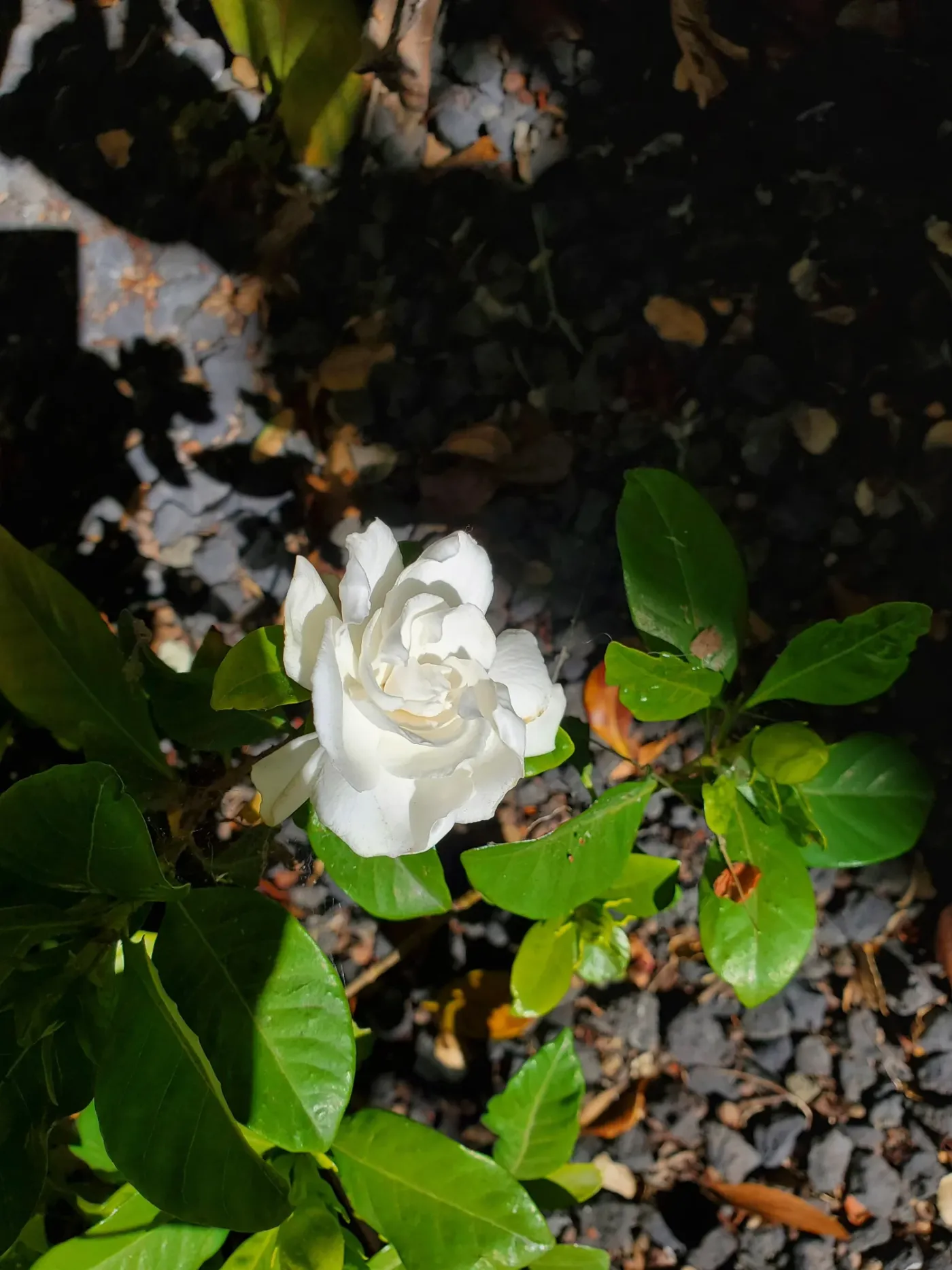 20200610_163919.jpg