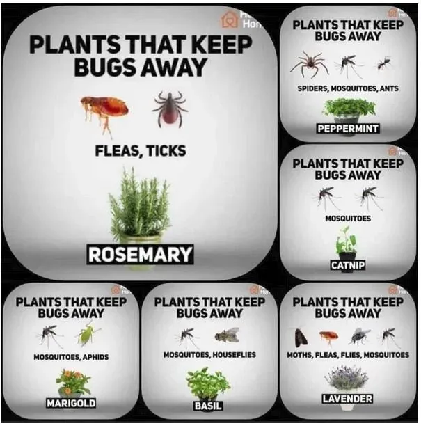 plants that keep bugs away.JPG