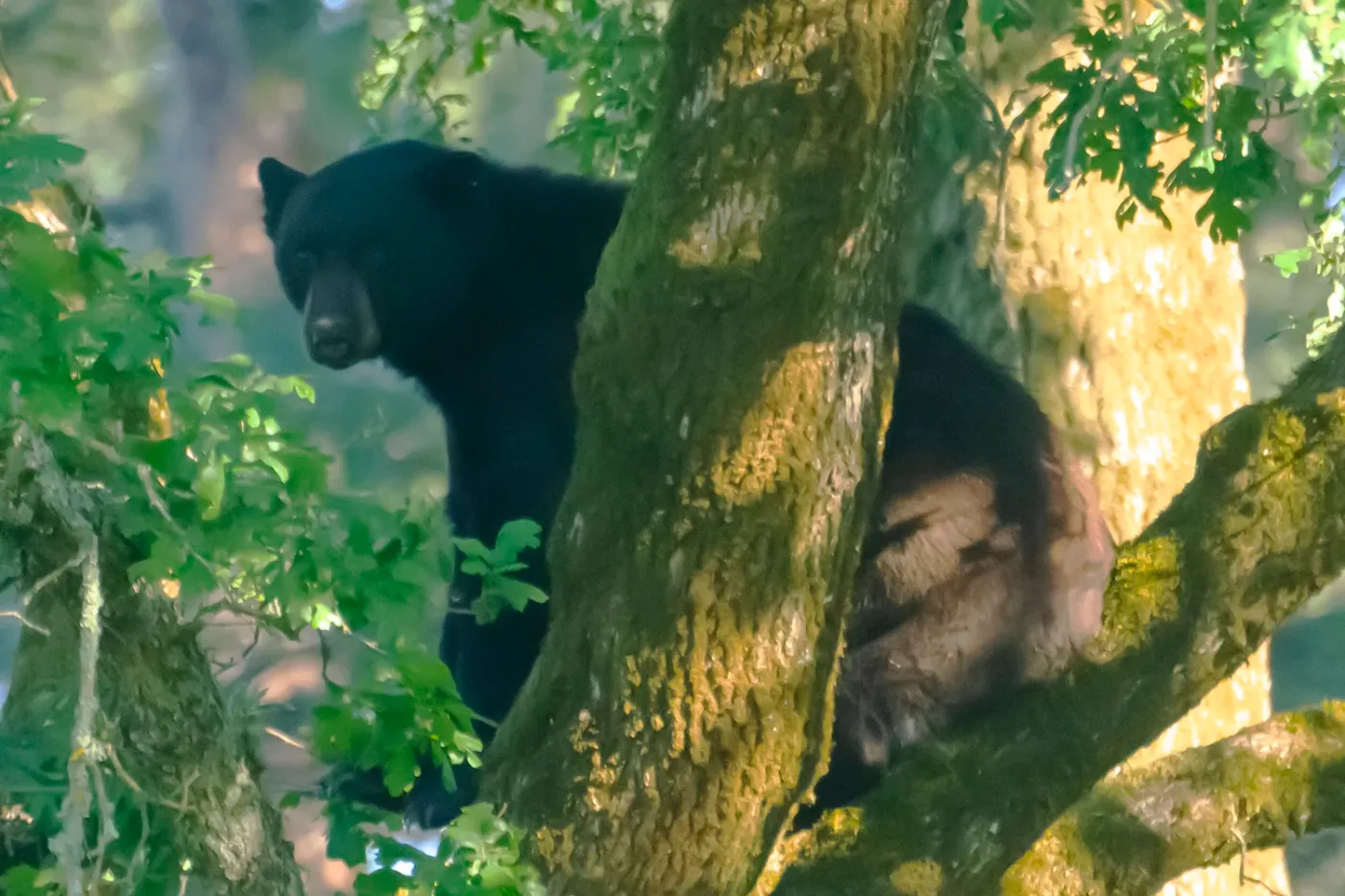 BearTreeNR2021.jpg