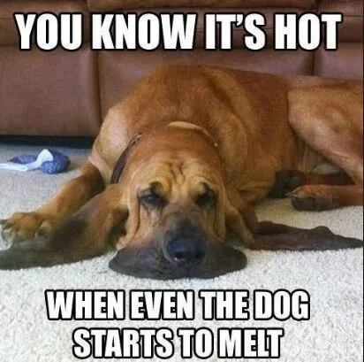 summer-memes12.jpg